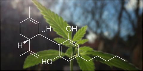 DOES CBD GET YOU HIGH?